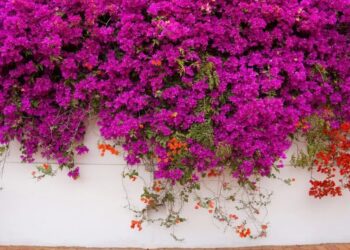 Santa Rita (Bougainvillea glabra): la enredadera más linda y decorativa para tapizar paredes, rejas y pérgolas