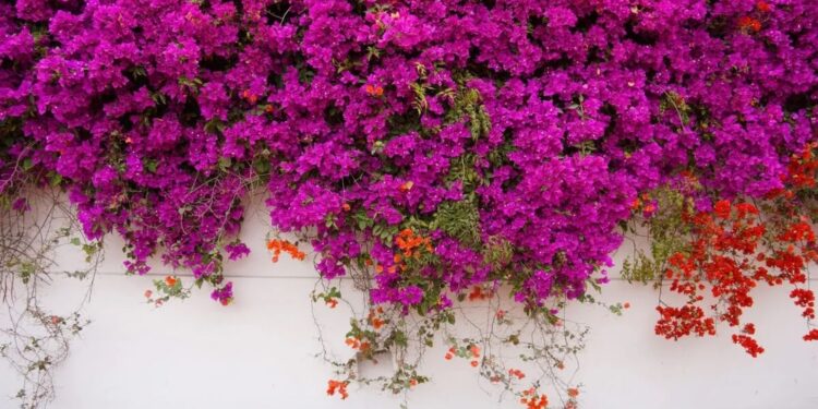 Santa Rita (Bougainvillea glabra): la enredadera más linda y decorativa para tapizar paredes, rejas y pérgolas