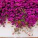 Santa Rita (Bougainvillea glabra): la enredadera más linda y decorativa para tapizar paredes, rejas y pérgolas