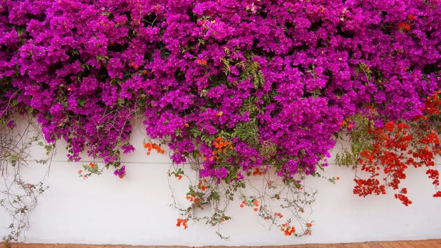 Santa Rita (Bougainvillea glabra): la enredadera más linda y decorativa  para tapizar paredes, rejas y pérgolas 