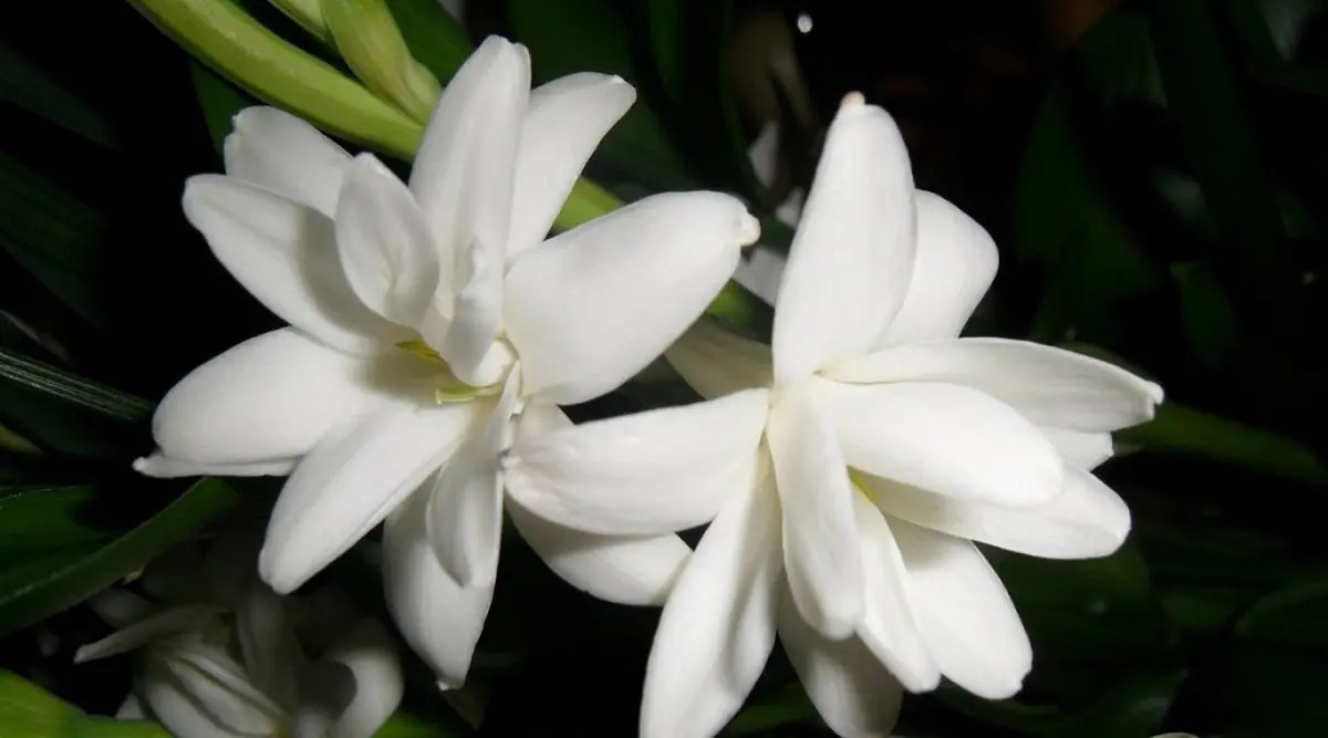 Temporada de Nardo (Agave amica): la flor más perfumada y delicada para  disfrutar todo el verano 