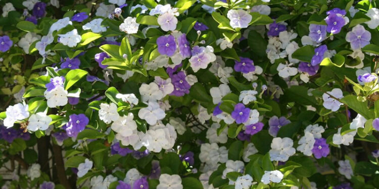 Jazmín paraguayo (Brunfelsia australis): el arbusto con flores violetas y blancas, ideal para decorar y perfumar el jardín