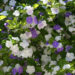 Jazmín paraguayo (Brunfelsia australis): el arbusto con flores violetas y blancas, ideal para decorar y perfumar el jardín