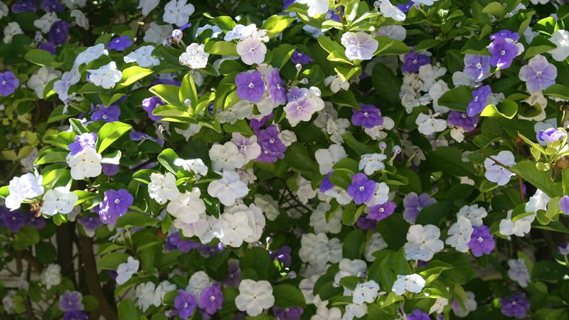 Jazmín paraguayo (Brunfelsia australis): el arbusto con flores violetas y  blancas, ideal para decorar y perfumar el jardín 