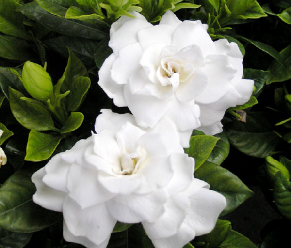 Gardenia jasminoides o jazmín del Cabo: el arbusto más elegante para  decorar y perfumar tus espacios exteriores 