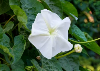 Dama de noche (Ipomoea alba): una flor perfecta para perfumar el jardín por las noches