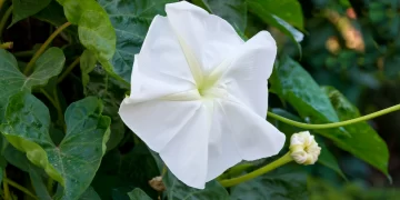 Dama de noche (Ipomoea alba): una flor perfecta para perfumar el jardín por las noches