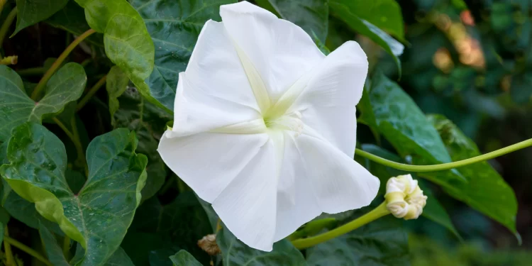 Dama de noche (Ipomoea alba): una flor perfecta para perfumar el jardín por las noches