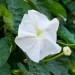 Dama de noche (Ipomoea alba): una flor perfecta para perfumar el jardín por las noches