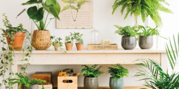 Cómo proteger las plantas de interior del aire acondicionado