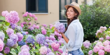 Temporada de hortensias (Hydrangea macrophylla): cómo potenciar su color