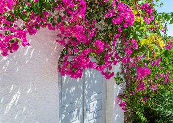 5 plantas trepadoras con flor para darle color a tu jardín