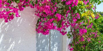 5 plantas trepadoras con flor para darle color a tu jardín