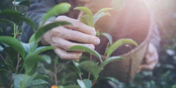 TOP 10- Consejos jardineros para principiantes