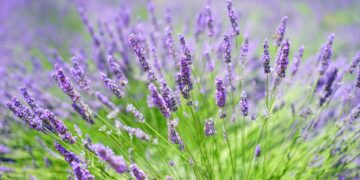 Lavandas: todo lo que tenés que saber sobre la planta más elegante y que nunca pasa de moda para decorar el jardín