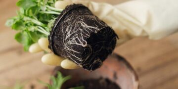 Marcelo Lazzarini de Terrafertil: “El éxito de una planta depende 100% del suelo” (video)