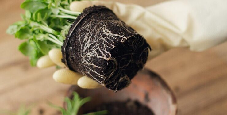 Marcelo Lazzarini de Terrafertil: “El éxito de una planta depende 100% del suelo” (video)