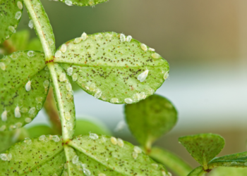 Moscas blancas: cómo eliminarlas y prevenirlas para que no afecten nuestras plantas