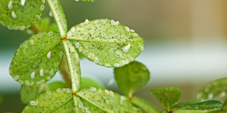 Moscas blancas: cómo eliminarlas y prevenirlas para que no afecten nuestras plantas
