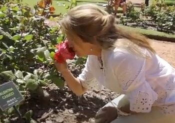 Curiosidades: Cómo se nombran las rosas por Connie Moreno Quintana (video)
