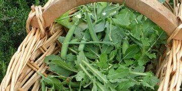 Como cosechar las semillas de Rúcula, con los consejos de Clara Billoch (video)