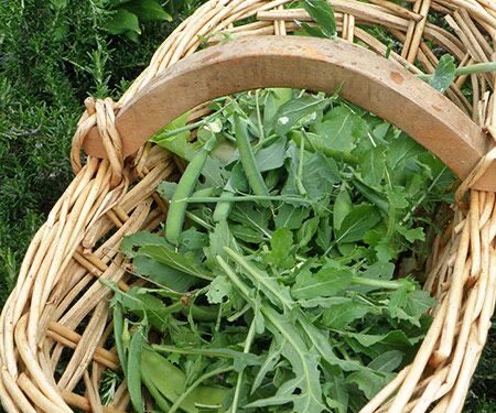 Como cosechar las semillas de Rúcula, con los consejos de Clara Billoch (video)