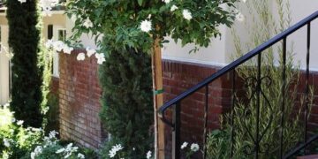 ¿Cómo lograr el efecto arbolito en las rosas? (video)