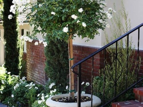 ¿Cómo lograr el efecto arbolito en las rosas? (video)