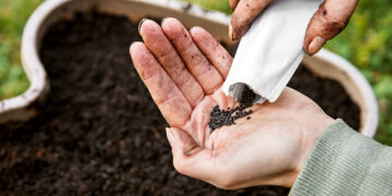 Cosecha de semillas de albahaca con Vale Churba (video)
