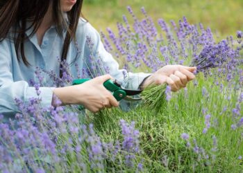 Verano: 10 tareas fundamentales en el jardín