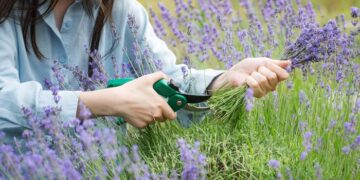 Verano: 10 tareas fundamentales en el jardín