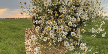 Las 5 flores que no fallan a la hora de enamorar