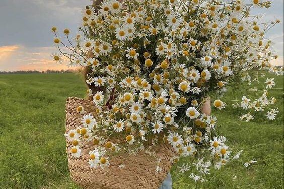 Las 5 flores que no fallan a la hora de enamorar