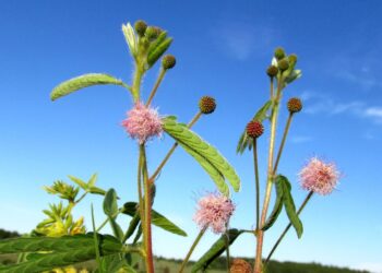 Mimosa serra: descubren una nueva flor nativa en Argentina