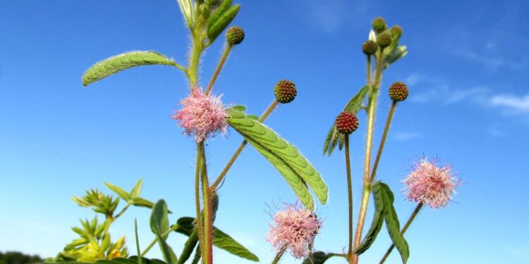 Mimosa serra: descubren una nueva flor nativa en Argentina