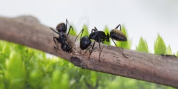 Las hormigas atacaron mi árbol y quedó pelado ¿Ahora qué hago?