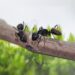 Las hormigas atacaron mi árbol y quedó pelado ¿Ahora qué hago?