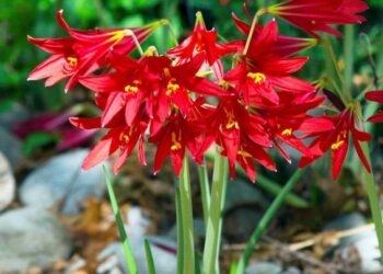 Rhodophiala bífida: la flor nativa que sorprende con su elegante floración