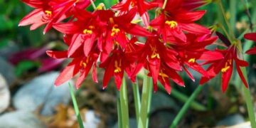 Rhodophiala bífida: la flor nativa que sorprende con su elegante floración