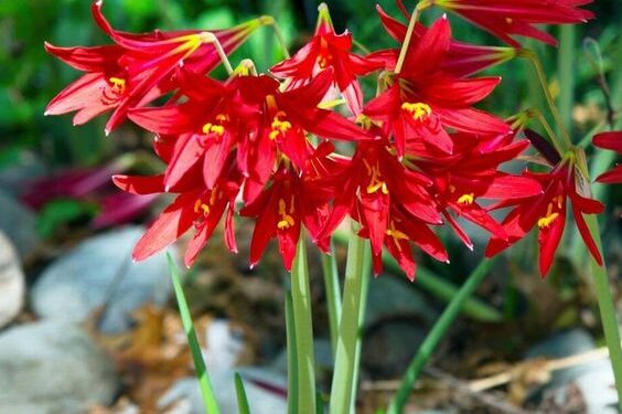 Rhodophiala bífida: la flor nativa que sorprende con su elegante floración
