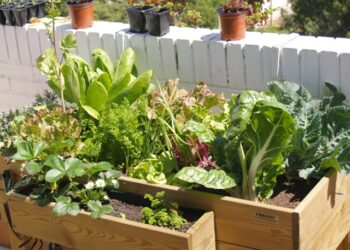 Recambio de temporada: cómo preparar y cuidar la huerta en otoño