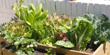 Recambio de temporada: cómo preparar y cuidar la huerta en otoño