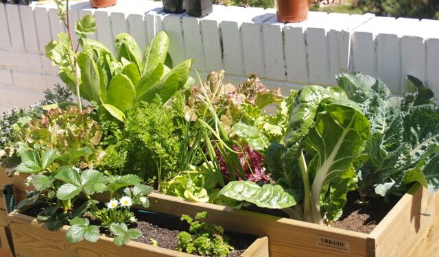 Recambio de temporada: cómo preparar y cuidar la huerta en otoño