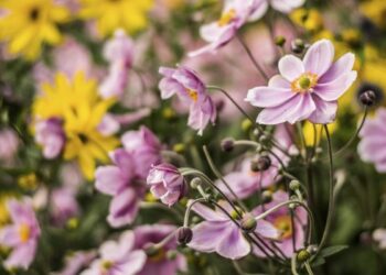 Temporada de Anémona Japónica: la flor ideal para darle luz y color a los espacios sombríos de tu jardín