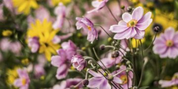 Temporada de Anémona Japónica: la flor ideal para darle luz y color a los espacios sombríos de tu jardín