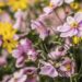 Temporada de Anémona Japónica: la flor ideal para darle luz y color a los espacios sombríos de tu jardín