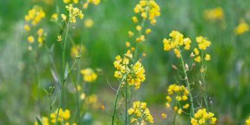 Mostaza (Sinapis alba): la planta aromática que no puede faltar en tu huerta