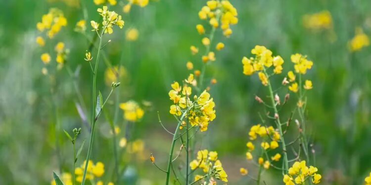 Mostaza (Sinapis alba): la planta aromática que no puede faltar en tu huerta
