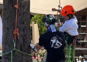 ¿Sabés cómo cuidar un árbol de manera correcta? (Video)