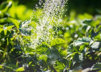 ¿Es bueno o malo regar las plantas con agua de la canilla?